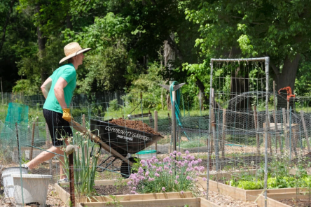 A person pushing a wheelbarrow in a community garden.