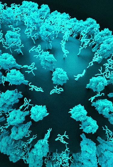 COVID-19, RSV, and Flu 3D renditions of three respiratory viruses: COVID-19 (left), RSV (center; oblong shape), and flu (right).